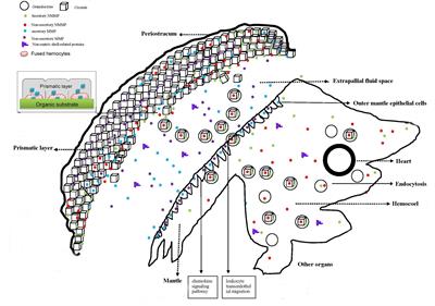 Recent Advances of Shell Matrix Proteins and Cellular Orchestration in Marine Molluscan Shell Biomineralization